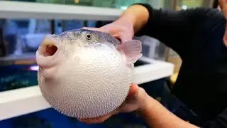 Japanese Street Food - ONE FUGU TO GO! Osaka Seafood Japan