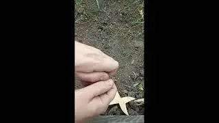 Вот что нужно сажать к новому сезону, а не чеснок