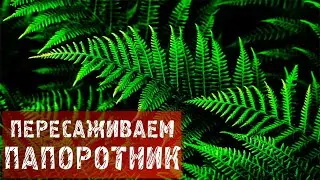 Как пересадить папоротник?