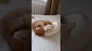 Ежедневный канкан 😺😺