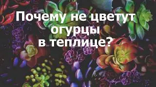 Почему не цветут огурцы в теплице?