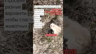 💔Мама кошка и её детёныш ждут нашей помощи / сегодня их беспощадно выкинули на улицу, на холод!