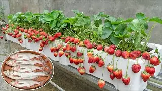 You will have a succulent strawberry garden if you grow strawberries using this method