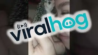 Cute Little Hedgehog is Addicted to Kisses || ViralHog