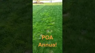 Fall Pre-Emergents are so important!!! POA ANNUA can be a disaster!  #lawncare #POA #preemergent