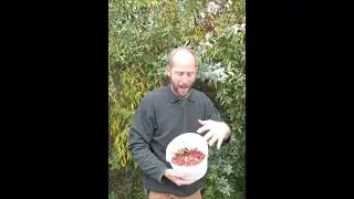 Eat this “Invasive” Plant and Give Back to Earth with Every Bite!