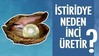 Doğal İnci Nasıl Oluşur?