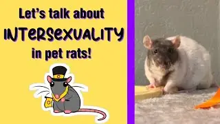 All About My Intersex Pet Rat