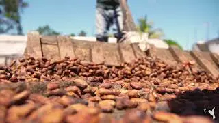 Drying cacao beans