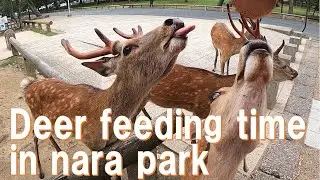 Deer feeding time in Nara Park. Nara Park is a famous for deer crackers and deer bowing in Japan.