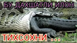 Энг Улкан Илон Питон 