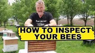 Beekeeping Hive Inspection: How To Avoid Common Mistakes