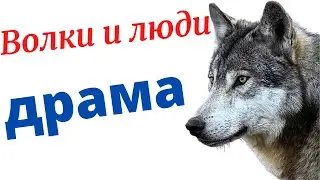 Про волка - драма | Волчья верность