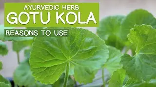 GOTU KOLA Ayurvedic Herb - 6 Main Reasons to Use