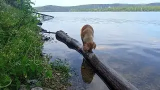 Природа и отдых на берегу Павловского водохранилища в Караидельском районе. Июнь 2024.