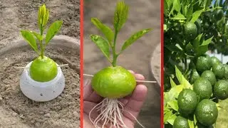 Grow lemons from lemons fruit | The easiest procedure in the world | 100% success |