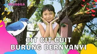 🔴 LAGU CIT CIT CUIT - Lagu Anak Anak | Lagu Anak Indonesia | Lagu Anak Balita | Lagu Anak Populer