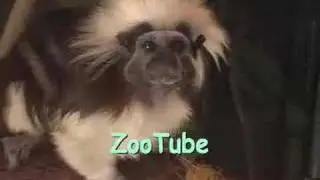 ZooTube