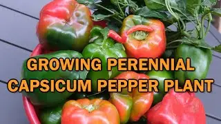 Growing Capsicum Peppers As a Perennial  Plant in Climates With True Winter!