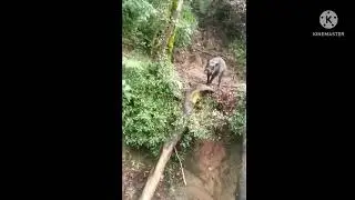 babi hutan di gunung cikuray