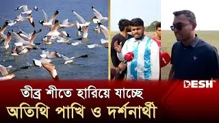ভোলার চরাঞ্চলগুলোতে তীব্র শীতে হারিয়ে যাচ্ছে অতিথি পাখি | Bhola | Bird | News | Desh TV