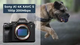 Sony A1 4K XAVC S 100P 200M sample footage with slow motion