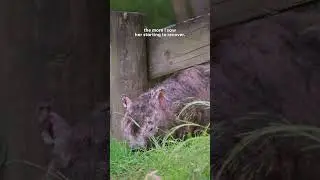 Wild Wombat Introduces Her Baby To Her Rescuer | The Dodo