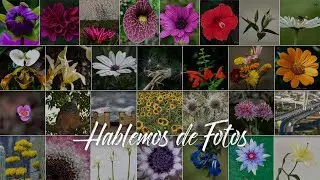 Fotografiando Flores