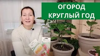 ОГОРОД на подоконнике ЗИМОЙ! Сажаем томаты🍅, перец🌶 и зелень 🥒🥬