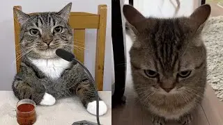 Try Not To Laugh 🤣 New Funny Cats Video 😹 - Just Cats Part 30