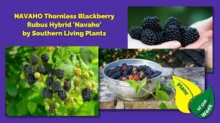 NAVAHO Thornless Blackberry | Rubus Hybrid Navaho | Southern Living Plants