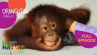 Kesi Turns a Corner | Orangutan Jungle School 203