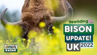 Bison Update UK! Rewilding Britain 2022🦬🌱🇬🇧