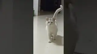 Cute Cat 🤭