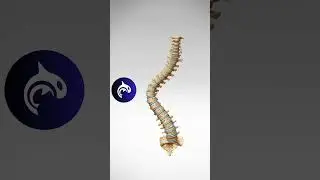 Scoliosis of the Spine 