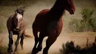 Native Horse - Preview