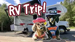 The Dogs Go On a RV CAMPING TRIP!