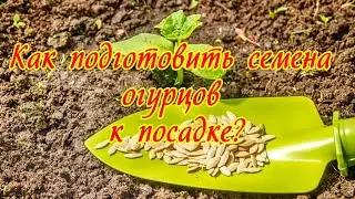 Как подготовить семена огурцов к посадке?