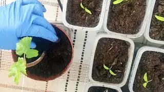 GROWING GRAPES FROM CUTTINGS | STORING CUTTINGS IN WINTER | PLANTING IN A POT