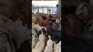 Sharjah Livestock Market