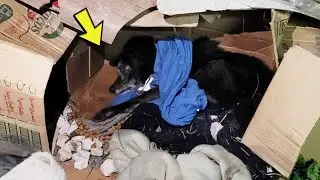 The old dog whined weakly, she didn't expect the owner did that after years of loyalty