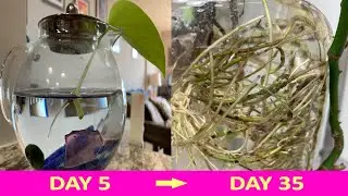 How To Grow Propagate Pothos In Water: A Beginner's Guide