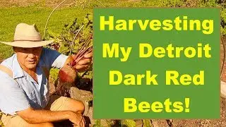 Lets GO Harvest My TASTY Detroit Dark Red Beets! PA ZONE 6 Gardening!