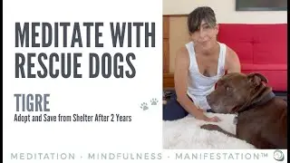 Meditate with Rescue Dogs 🐾 Adopt and Save Tigre from Shelter After 2 Years!