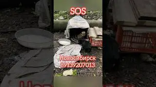 Щенки срочно ищут дом в Новосибирске 89139207013