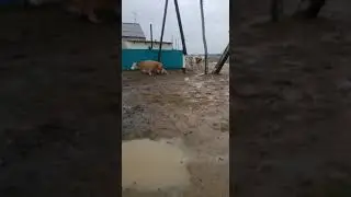 Коров, бьющих током сняли на видео в Уральске