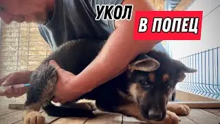 УКОЛЫ ЩЕНКАМ НЕ ПОНРАВИЛИСЬ