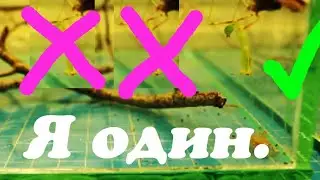 Не все выжили. Голодный богомол.  День 2