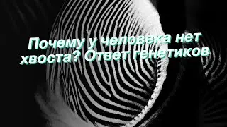 Почему у человека нет хвоста? Ответ генетиков