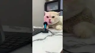 Şarkı söyleyen kedi - Singing cat - #cats #kediler #komikkediler #funnycats